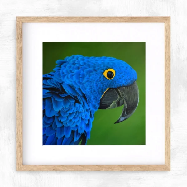 Impression encadrée oiseau tropical perroquet Ara hyacinthe