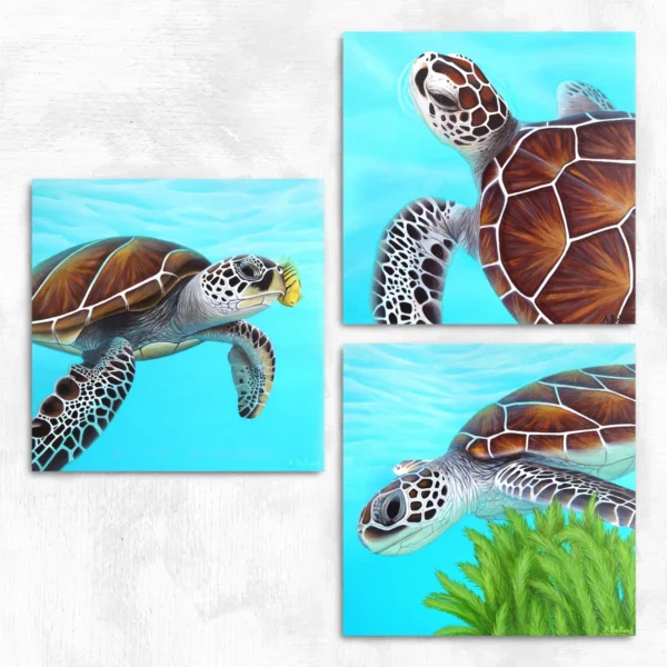 Trio de tableaux tortues de mer
